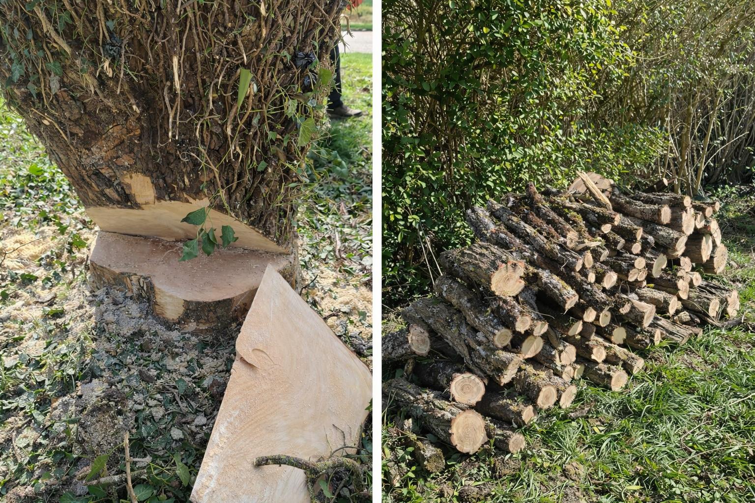 Abattage d'arbres