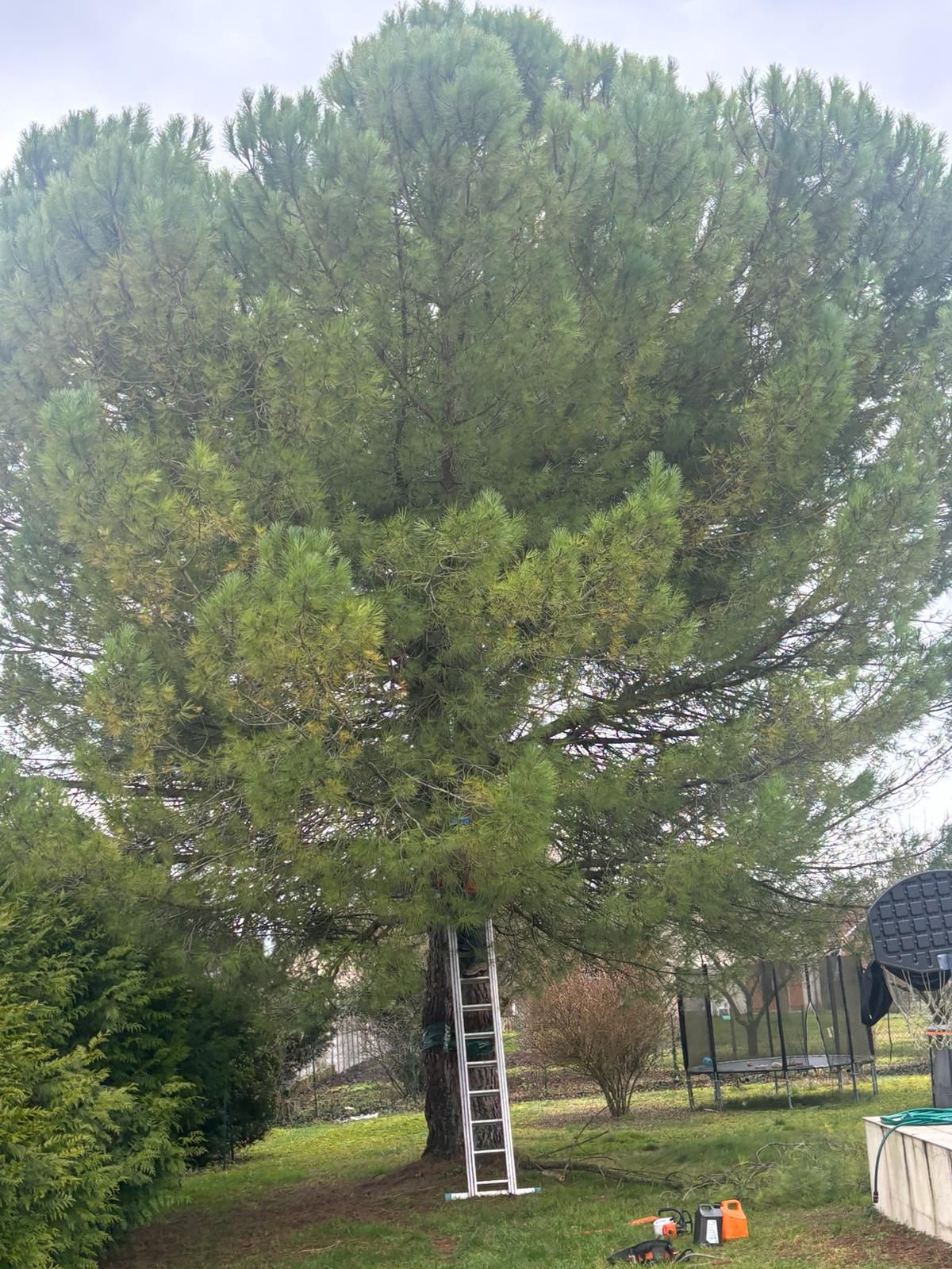 Abattage d'un pin - Avant