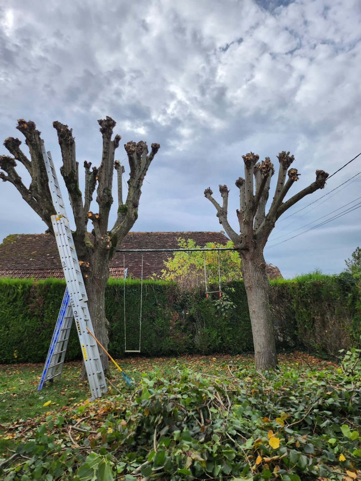 Élagage en tête de chat — deux arbres traités par Jardi'Aube