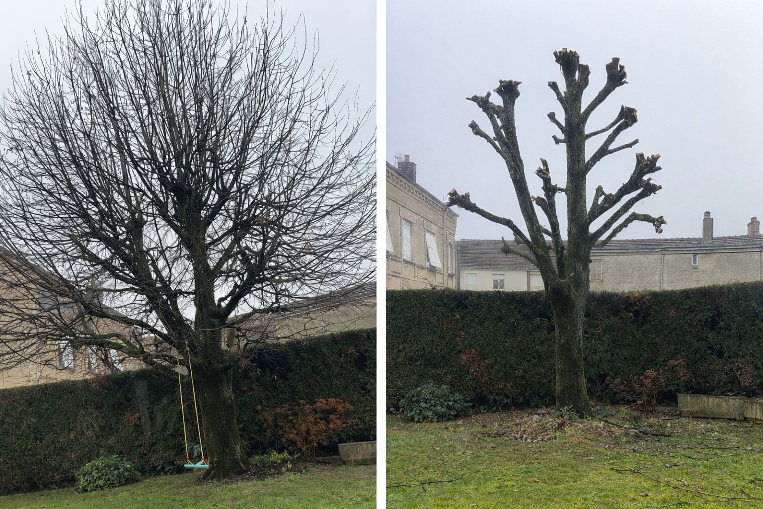 Élagage d'arbres