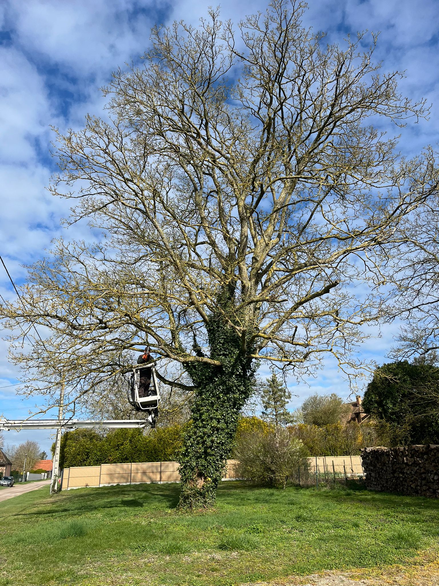 1. Arbre avant intervention